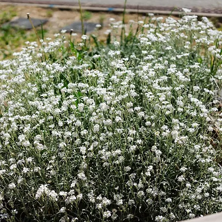L'estable Au Coeur Des Angles Terrasse 4 A 8 Pers Les Angles (Pyrenees-Orientales)